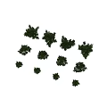 Eight Lush Green Arbor Trees With Dense Foliage And Three Close Up Leaf Details