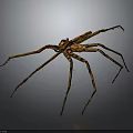 Brown Spider With Long Legs Isolated On Gray Background Detailed View
