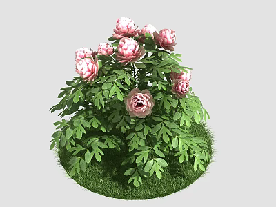 Pink Peony Flowers in Ceramic Vase with Fresh Green Leaves and Grass Base 3d model