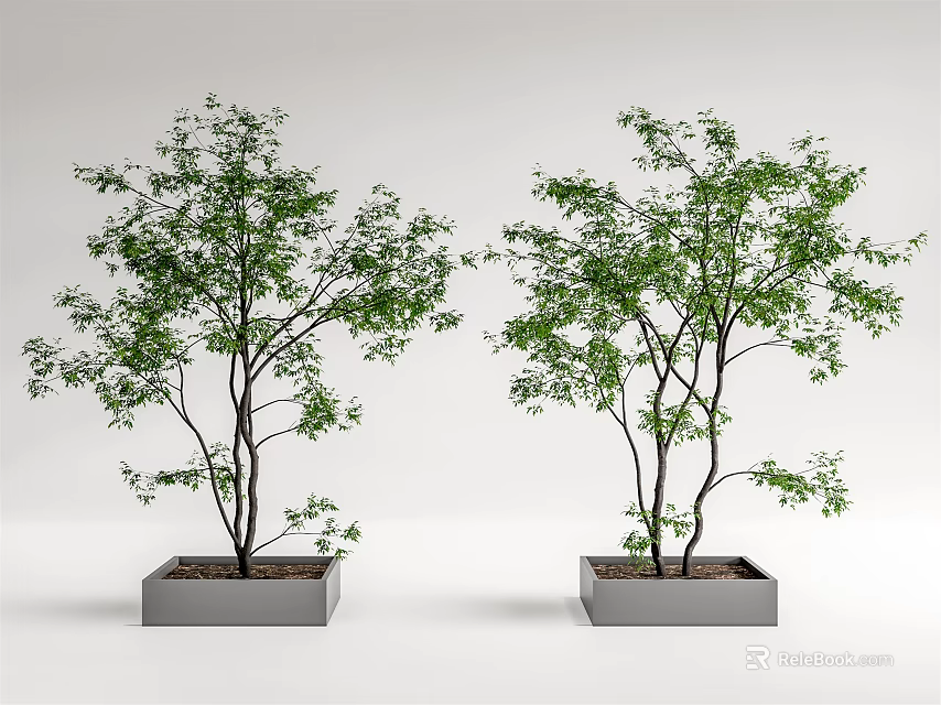 Decorative Two Arbor Trees in Square Gray Planters with White Background 3d model 