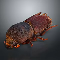Dark Brown Beetle With Shiny Exoskeleton And Orange Legs On Gray Background