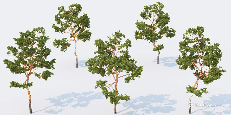 Multiple Green Arbor Trees With Lush Foliage And Brown Trunks On White Background 3d model