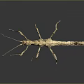 Stick Insect With Branch Like Body And Long Legs On Dark Background