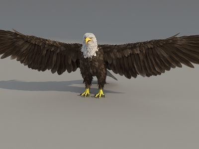 Eagle White Head Sea Eagle Super Realistic High Precision Video Grade Vulture Eagle Bird Large Bird Flying Bird model