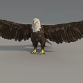 Majestic Flying Animal Eagle Standing With Spread Wings White Head Yellow Beak And Claws