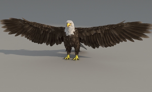 Eagle White Head Sea Eagle Super Realistic High Precision Video Grade Vulture Eagle Bird Large Bird Flying Bird 3d model