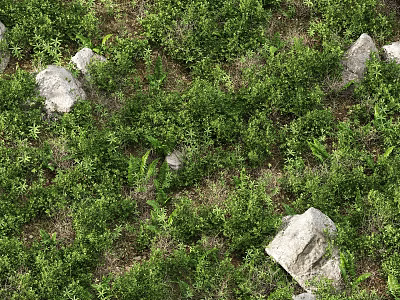 Lush Green Wild Plants Growing Among Natural Stones In Garden Area 3d model