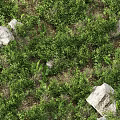 Lush Green Wild Plants Growing Among Natural Stones In Garden Area