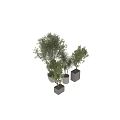 Various Bonsai Potted Plants With Green Leafy Foliage And Stylish Planters