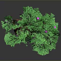 Ornamental Green Tree With Lush Green Leaves Brown Trunk And Pink Small Flowers