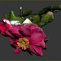 Beautiful Pink Camellia With Yellow Stamen And Green Leaves On Dark Background