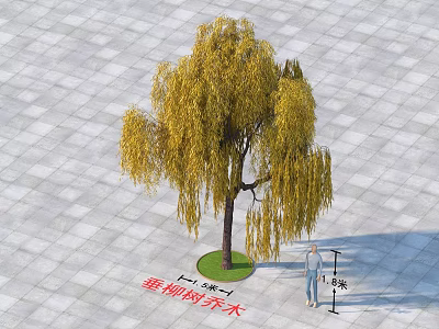 Weeping Willow Tree 3 Meters Diameter And 14 Meters Height On Gray Stone Pavement 3d model