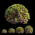 Round Shaped Shrubs With Green And Purple Leaves In Various Sizes On Black Background