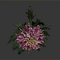 Pink Chrysanthemum Plant With Green Stem And Leaves On Gray Background