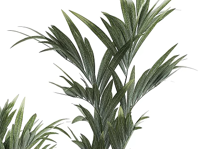 Lush Green Palm Leaves Tropical Plant Decorative Foliage For Home Decoration 3d model