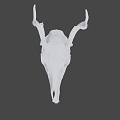 White Deer Skull With Intricate Antler Structure And Detailed Bone Features