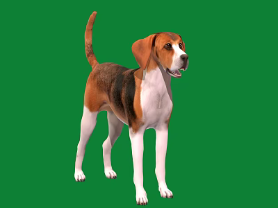 Cute Standing Dog With Brown Black White Fur Against Green Background 3d model