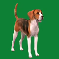 Cute Standing Dog With Brown Black White Fur Against Green Background