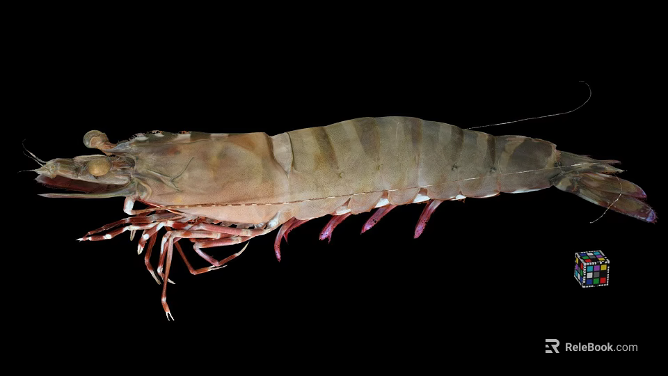 Raw Seafood Shrimp As Aquatic Animal With Brown Shell And Red Appendages 3d model 