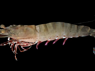 Raw Seafood Shrimp As Aquatic Animal With Brown Shell And Red Appendages 3d model