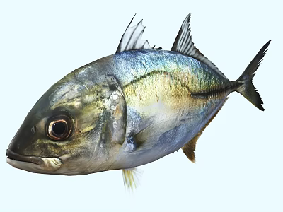 Aquatic Animal Fish With Blue Silver Gold Shiny Scales And Big Eyes 3d model