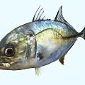 Aquatic Animal Fish With Blue Silver Gold Shiny Scales And Big Eyes