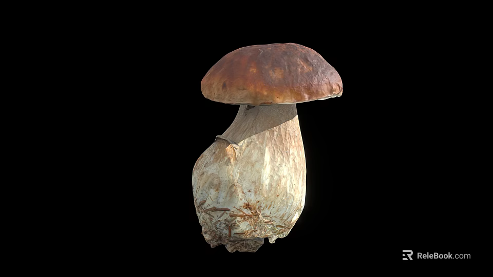 Fresh Wild Mushroom Plant With Brown Cap White Stem And Root Base 3d model 
