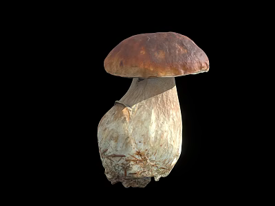 Fresh Wild Mushroom Plant With Brown Cap White Stem And Root Base 3d model