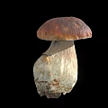 Fresh Wild Mushroom Plant With Brown Cap White Stem And Root Base