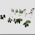 Diverse Green And Colorful Foliage Plants Arranged On Brown Background Surface