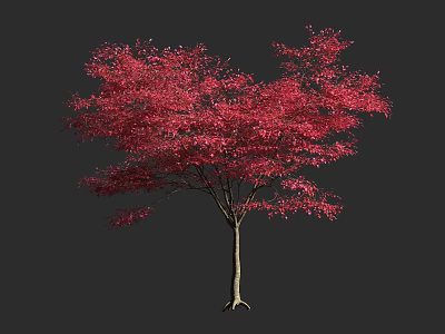 Vibrant Red Leaf Arbor With Lush Canopy And Strong Straight Trunk 3d model