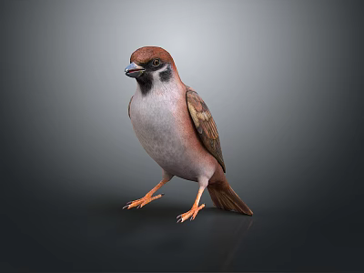 Sparrow With Brown And Grey Feathers Orange Feet Standing On Smooth Surface With Grey Background 3d model