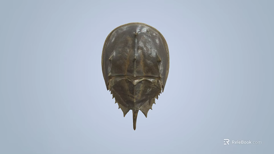 Horseshoe Crab With Brown Shell And Unique Body Structure Against Blue Sky 3d model 