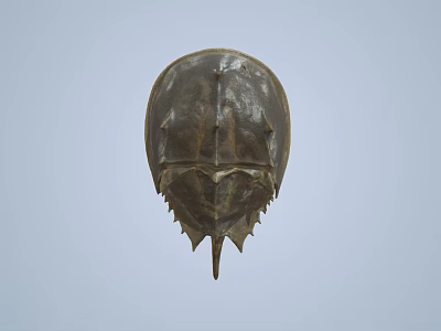 Horseshoe Crab With Brown Shell And Unique Body Structure Against Blue Sky 3d model