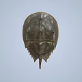 Horseshoe Crab With Brown Shell And Unique Body Structure Against Blue Sky