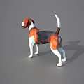 Tri Color Beagle Dog Standing On Gray Background With Shadow 3d model