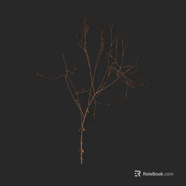 Slender Dried Floral Branches With Small Dried Nodes Against Dark Background 3d model