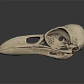 Detailed Bird Skull Anatomical Structure With Hollow Spaces On Dark Reflective Background