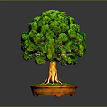 Lush Green Bonsai Tree with Dense Canopy Brown Trunk and Exposed Roots in Orange Pot