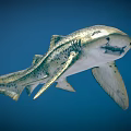 Spotted Shark With Streamlined Body And Dorsal Fins Swimming In Blue Underwater Environment