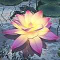 Vibrant Pink And Yellow Lotus Flower With Green Lily Pads And Reflection On Water