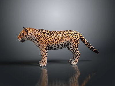 3D Leopard Model With Spotted Coat Standing On Reflective Gray Surface 3d model