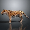 3D Leopard Model With Spotted Coat Standing On Reflective Gray Surface
