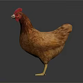 Brown Feathered Chicken With Red Comb And Yellow Claws On Dark Background
