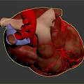 Heart Anatomy Model Medical Device for Detailed Medical Education and Training