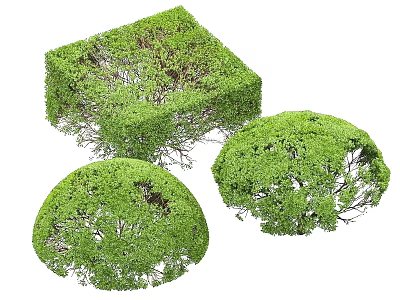 Artistic Garden Landscape With Square And Round Trimmed Topiary Shrubs Design 3d model