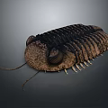 Detailed Trilobite 3D Model Featuring Compound Eyes Carapace Antennae And Legs
