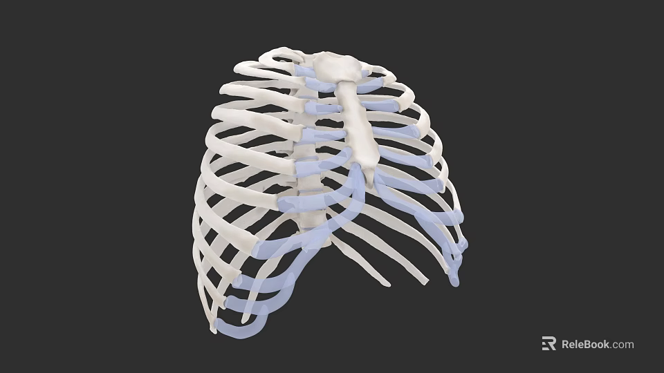 Human Thoracic Organ 3D Model Showing Rib Cage Sternum And Cartilage Structure 3d model 