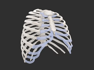 Human Thoracic Organ 3D Model Showing Rib Cage Sternum And Cartilage Structure 3d model