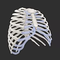 Human Thoracic Organ 3D Model Showing Rib Cage Sternum And Cartilage Structure